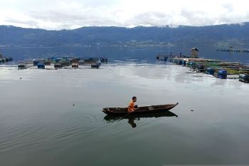 Menjaga  keberadaan selusur Maninjau, ikan danau yang dilindungi