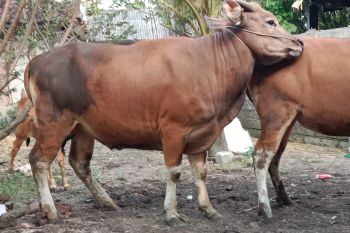 Dinas Pertanian Mataram dapatkan 100 dosis vaksin Penyakit Mulut dan Kuku
