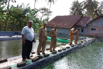 Pembudidaya gurami di Kulon Progo memperluas lahan tingkatkan produksi