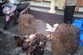 Kakek usia 64 tahun di Lombok Tengah kedapatan buka judi sabung ayam