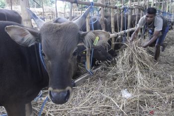 Karantina Kupang rutin gelar patroli rutin cegah PMK di NTT