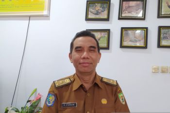 Kasus penyakit mulut dan kuku di Bengkulu meluas