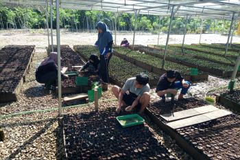 Persemaian KPH Tabalong dukung rehabilitasi hutan