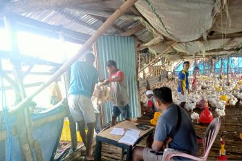 Lapas Atambua kembali panen ribuan ekor ayam potong