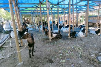 Distan Mataram sebutkan hewan kurban wajib miliki SKKH