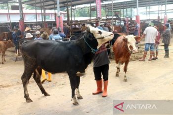 Bupati Boyolali tunggu evaluasi sebelum buka lima pasar hewan
