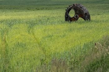 Harga gandum melonjak, FAO: Jutaan orang berisiko kekurangan gizi