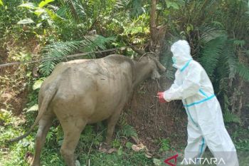 Solok Selatan turunkan tim periksa kesehatan hewan quran