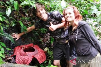 Bunga rafflesia kembali mekar di halaman rumah warga Palupuh Agam