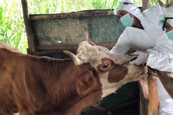 339 ternak di Agam sembuh dari virus PMK