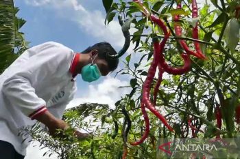 Temanggung surplus produksi cabai