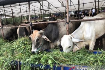 TPID Kepri: Waspadai risiko inflasi Juli akibat kenaikan harga daging sapi
