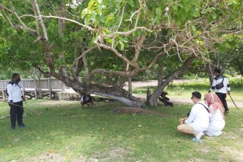 Pemkab Manggarai Barat dukung kenaikan harga tiket ke Pulau Komodo
