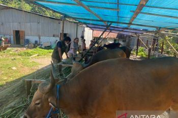 Pemkab Kepulauan Yapen lakukan pemeriksaan hewan kurban