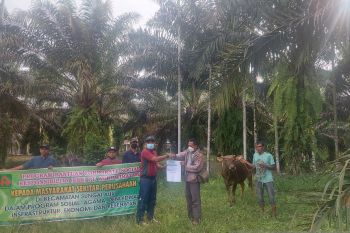 PT.Agrowiratama Pasbar salurkan hewan kurban ke karyawan dan masyarakat sekitar perusahaan kelapa sawit
