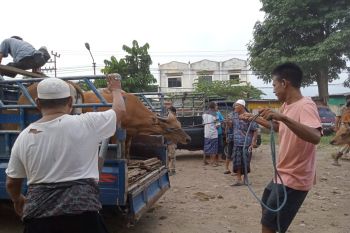 Pembukaan Pasar Hewan Selagalas Mataram tergantung provinsi