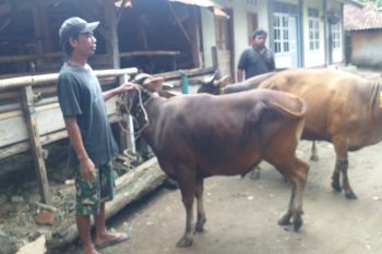 Pemkot Mataram NTB siapkan petugas pemeriksa hewan kurban
