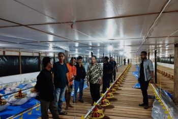 Sinergi PTPN V-PNM perkuat UMKM kampung ayam pedaging Kampar