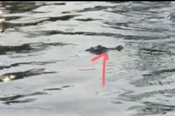 Seekor buaya muara masuk ke tambak udang di Pasia Paneh Agam