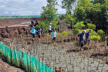 DKP Sulsel tanam 38 ribu bibit mangrove untuk jaga pesisir Bone