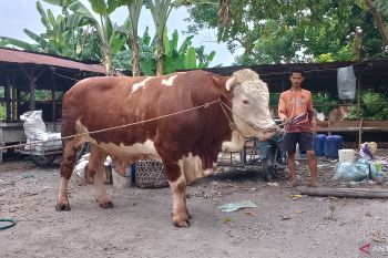 Begini penampakan sapi 814 kg pilihan Jokowi berkurban di Riau
