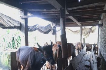 Pemkab Bone kirim ratusan ekor sapi ke Kaltim jelang Idul Adha 1443 H