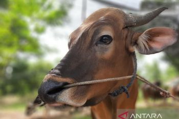15 ekor sapi di Batam terpapar PMK