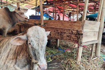 Distan sebut ketersediaan hewan kurban di Bandarlampung cukup