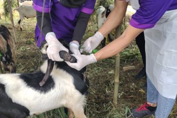 Pemkot Bandarlampung periksa kesehatan hewan kurban jelang Idul Adha