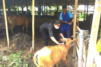 Dinas Pertanian Kapuas gencarkan vaksinasi cegah penularan PMK