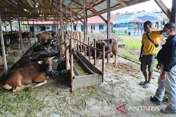 Pencapaian vaksinasi PMK tahap pertama Kalteng sudah 100 persen