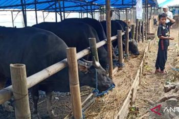 Pemprov Sulsel tutup pintu masuk hewan ternak ke Sulsel