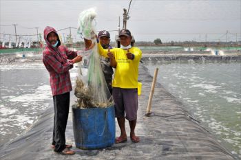 Perluas pasar, puluhan sektor perikanan dilatih