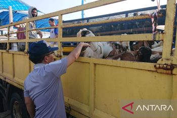 Pemprov Kepri  larang Batam datangkan hewan kurban dari Lampung