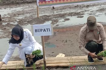 Bupati Inhu turum ke sawah dan tanam padi di Kelayang