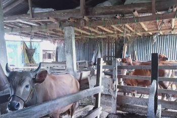 Pedagang: Harga sapi kurban naik akibat populasi jantan terbatas