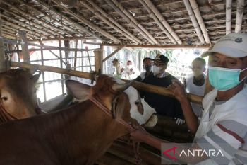Plt. Bupati Probolinggo optimistis wabah PMK bisa ditangani