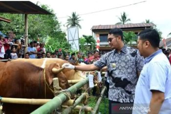 DPKH Sinjai siapkan aplikasi La Sapi untuk memantau ternak dari serangan virus