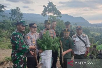 Tim gabungan Polres Cianjur kembali temukan ladang ganja baru di Gunung Karuhun