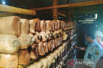 WBP Lapas Curup budi dayakan jamur tiram