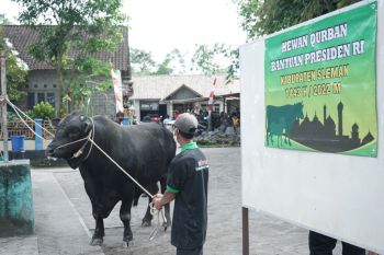 Presiden sumbang dua sapi kurban untuk DIY