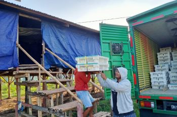 Lapas Atambua tambah 2.200 ekor bibit ayam untuk warga binaan