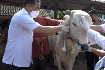 Lampung siapkan 105.466 ekor ternak penuhi kebutuhan Idul Adha