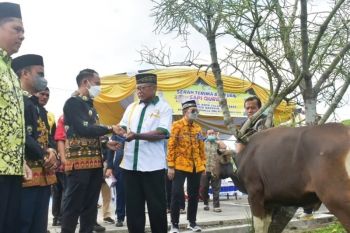 Pemkot Palangka Raya bagikan 37 hewan kurban untuk warga