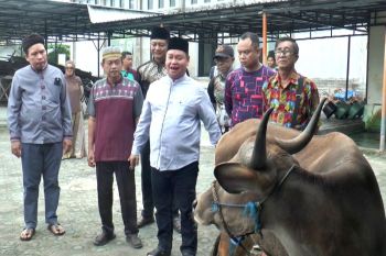 Bupati Kotim yakinkan sapi kurban bebas PMK