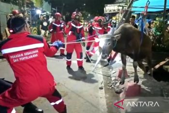 Petugas Damkar Makassar evakuasi hewan kurban terperosok di parit