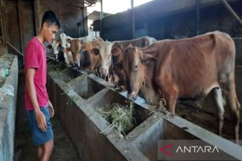 Permintaan hewan kurban di Boyolali meningkat 30 persen
