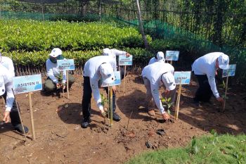 Proyek RDMP Cilacap tanam 14.000 mangrove
