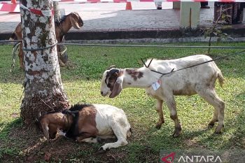 Muslim Singapura salurkan 3 kambing kurban ke Masjid Agung Batam