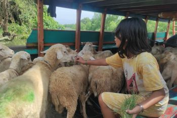 Dompet Dhuafa distribusi hewan kurban ke daerah pelosok Sumatera Utara